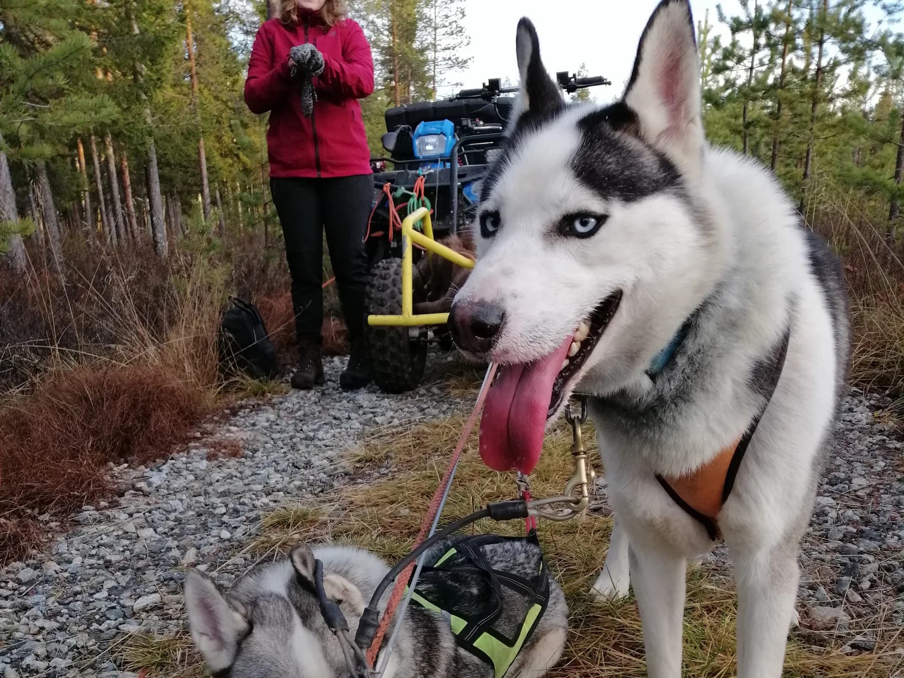 Des huskies attelés sur un chemin de forêt sans neige, avec un chariot à roues derrière eux