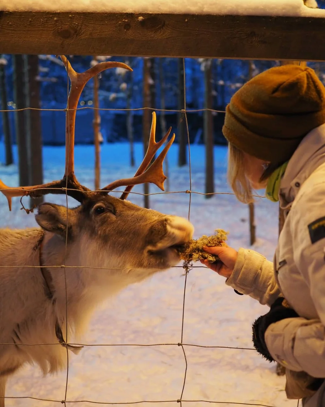 Une personne donnant à manger à un renne par-dessus une clôture en bois au parc animalier