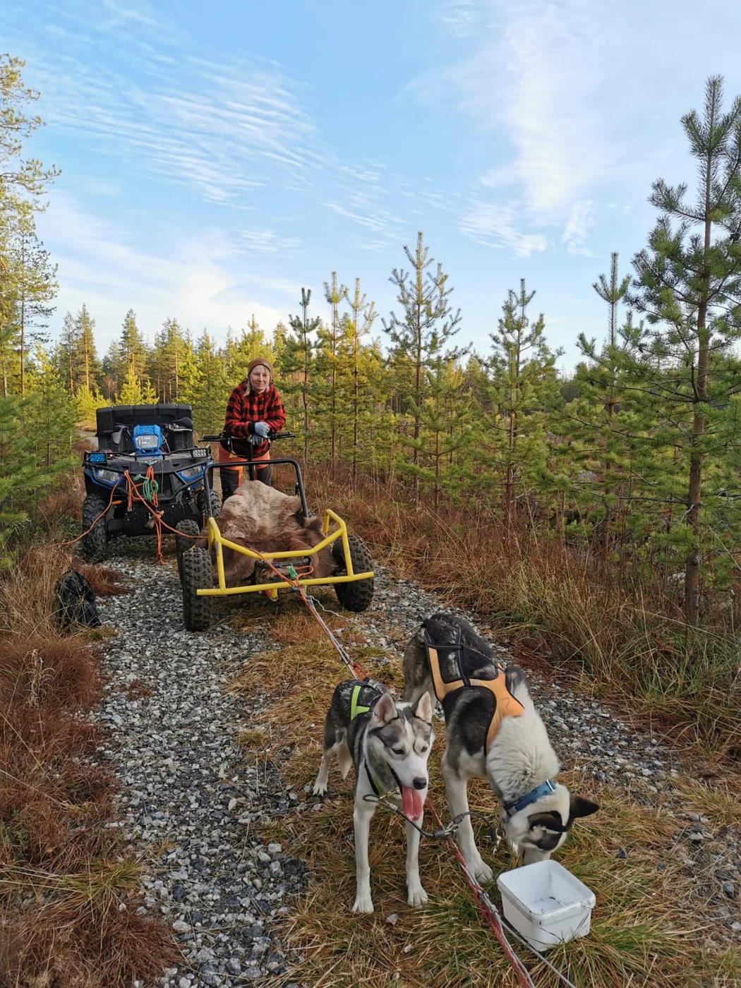 Des huskies attelés à un chariot à roues sur un chemin de forêt sans neige